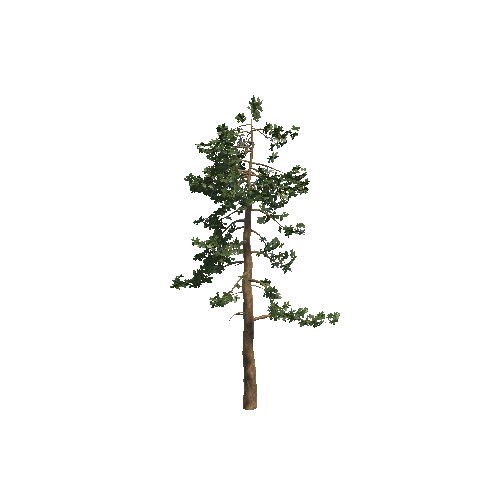 pine 3